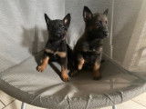 Magnifiques chiots berger malinois prix 580€