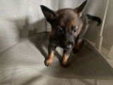Magnifiques chiots berger malinois prix 580€