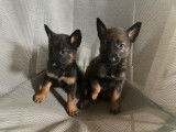 Magnifiques chiots berger malinois prix 580€