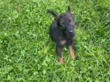 Magnifiques chiots berger malinois prix 580€