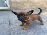 Magnifiques chiots berger malinois prix 580€
