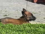 Magnifiques chiots berger malinois prix 580€