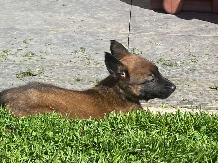 Magnifiques chiots berger malinois prix 580€
