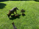 Magnifiques chiots berger malinois prix 580€