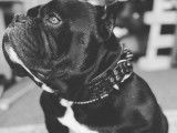 Mâle American Bully micro disponible pour saillie
