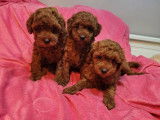 Chiots Caniche Toy disponible