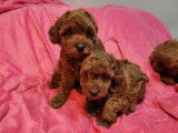 Chiots Caniche Toy disponible