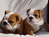 2 chiots femelles Bouledogue Anglais à vendre