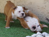2 chiots femelles Bouledogue Anglais à vendre