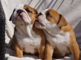 2 chiots femelles Bouledogue Anglais à vendre