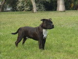 Mâle Staffie pour saillie
