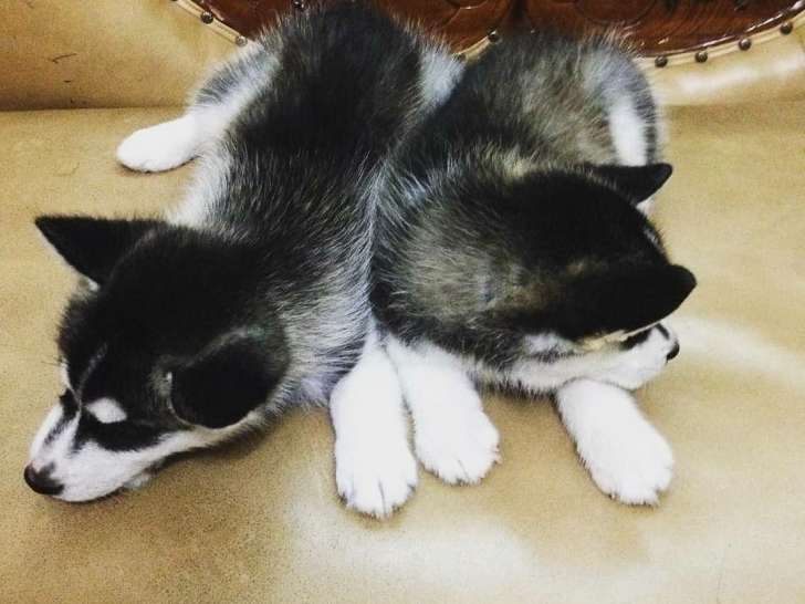 Adorables chiots Husky de Sibérie à vendre