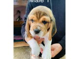 Chiots Beagle LOF à vendre