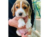 Chiots Beagle LOF à vendre