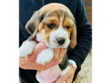 Chiots Beagle LOF à vendre