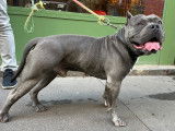 Mâle American Bully disponible pour saillie