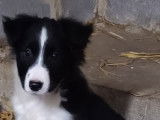 Chiots de race Border Collie à vendre (2 femelles & 7 mâles)
