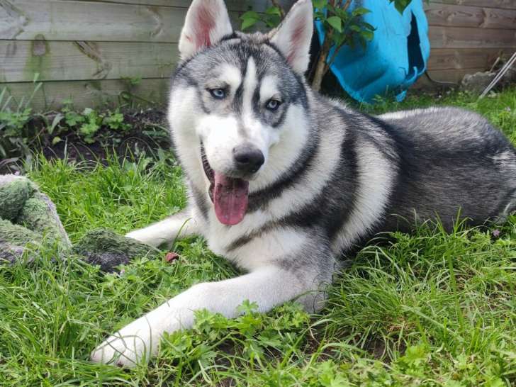 Blues, chiot Husky Sibérien à vendre