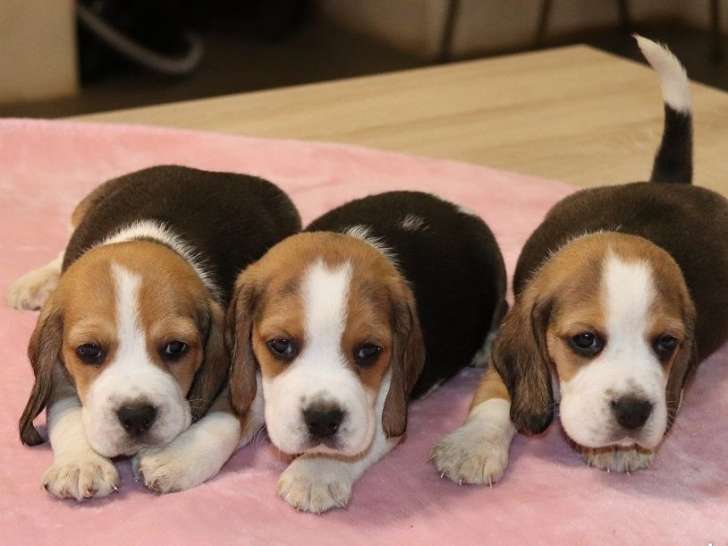 12 chiots Beagles tricolores LOF à réserver