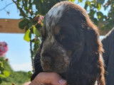 2 chiots Cockers Anglais LOF à la vente