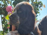2 chiots Cockers Anglais LOF à la vente