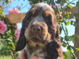 2 chiots Cockers Anglais LOF à la vente
