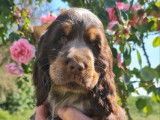 2 chiots Cockers Anglais LOF à la vente