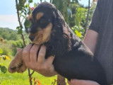 2 chiots Cockers Anglais LOF à la vente
