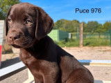 Des chiots Labradors Retrievers chocolat LOF à la vente