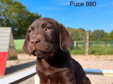 Des chiots Labradors Retrievers chocolat LOF à la vente