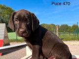 Des chiots Labradors Retrievers chocolat LOF à la vente