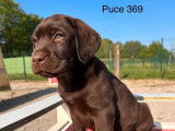 Des chiots Labradors Retrievers chocolat LOF à la vente