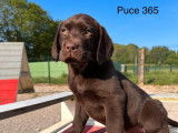 Des chiots Labradors Retrievers chocolat LOF à la vente