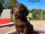 Des chiots Labradors Retrievers chocolat LOF à la vente