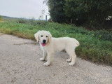 Chiot Mâle Golden Retriever LOF à vendre