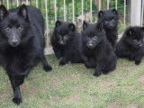 4 chiots Schipperkes LOF à la réservation
