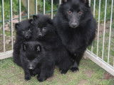 4 chiots Schipperkes LOF à la réservation