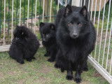 4 chiots Schipperkes LOF à la réservation