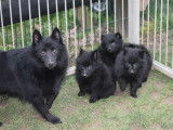 4 chiots Schipperkes LOF à la réservation