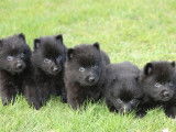 4 chiots Schipperkes LOF à la réservation