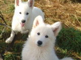 4 chiots m&acirc;les Bergers Blancs Suisses LOF, &agrave; vendre