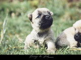 À réserver, 4 Cairn Terriers LOF