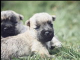 À réserver, 4 Cairn Terriers LOF