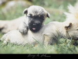 À réserver, 4 Cairn Terriers LOF