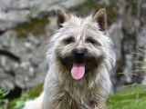 À réserver, 4 Cairn Terriers LOF