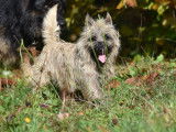 À réserver, 4 Cairn Terriers LOF