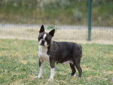 1 chienne Boston Terrier LOF à vendre