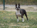 1 chienne Boston Terrier LOF à vendre