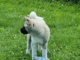 1 chiot femelle Akita Am&eacute;ricain (LOF)  &agrave; vendre