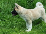 1 chiot femelle Akita Am&eacute;ricain (LOF)  &agrave; vendre